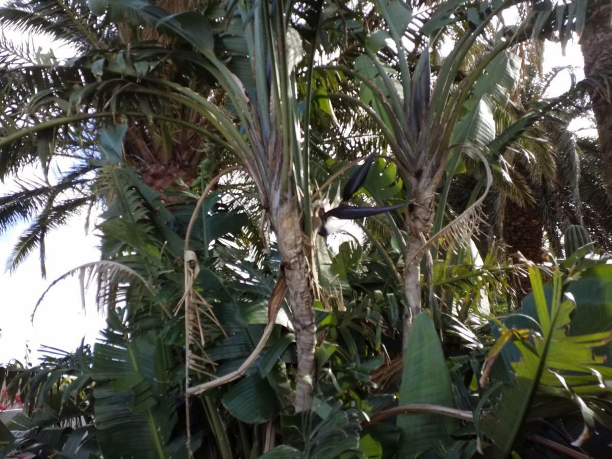 Palmeras Ingenio Exteriér fotografie
